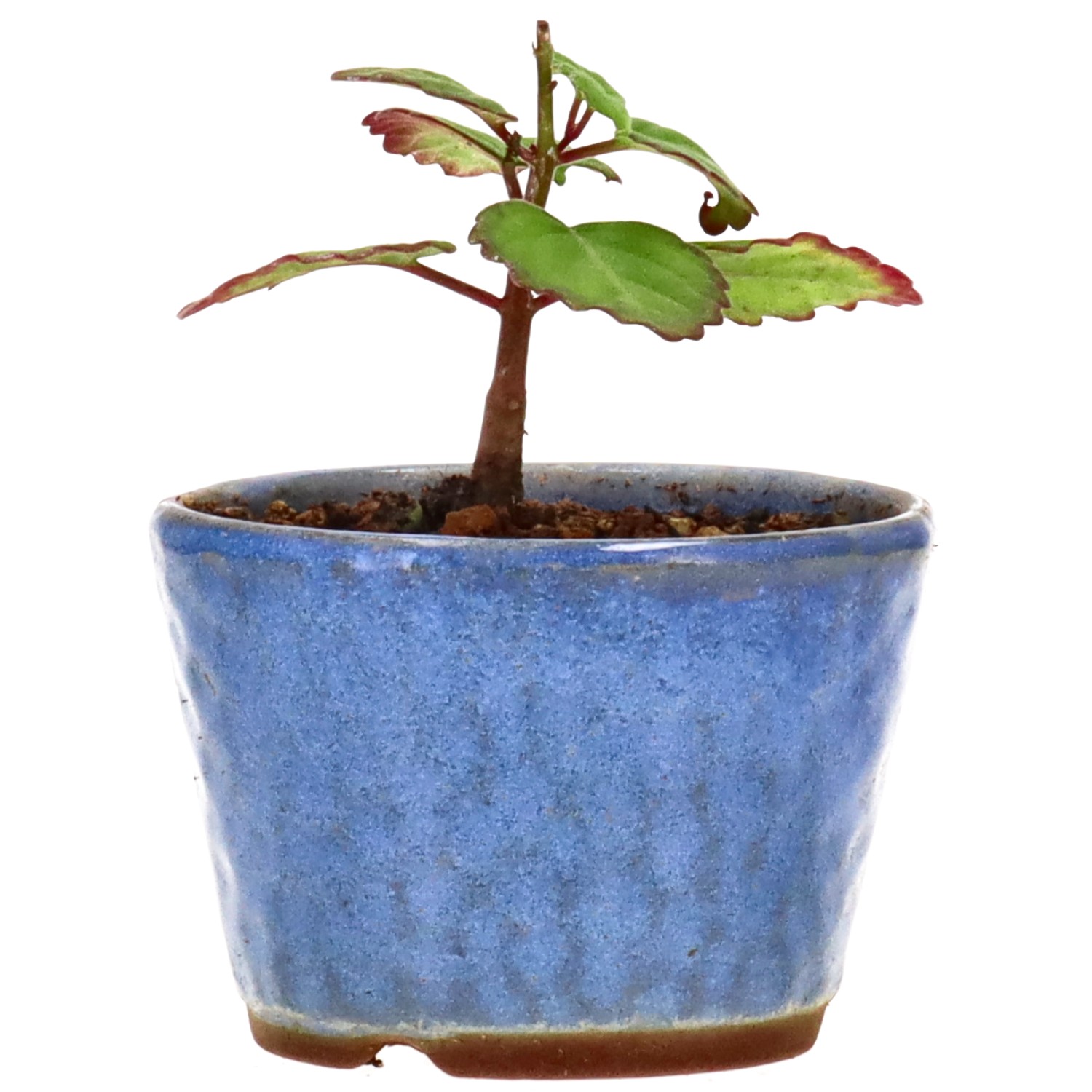 Weihrauchpflanze, ca. 1 J. (5 cm)