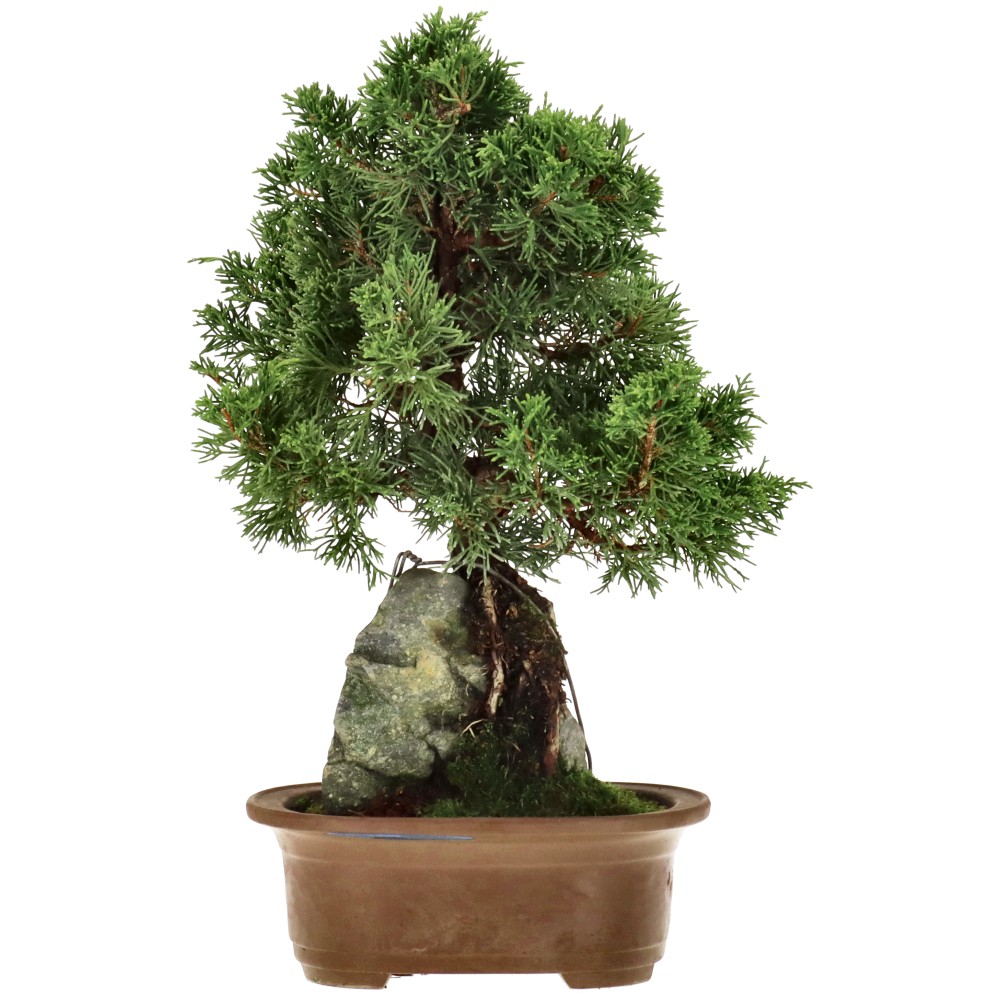 Chin. Wacholder, ca. 15 J. (31 cm)