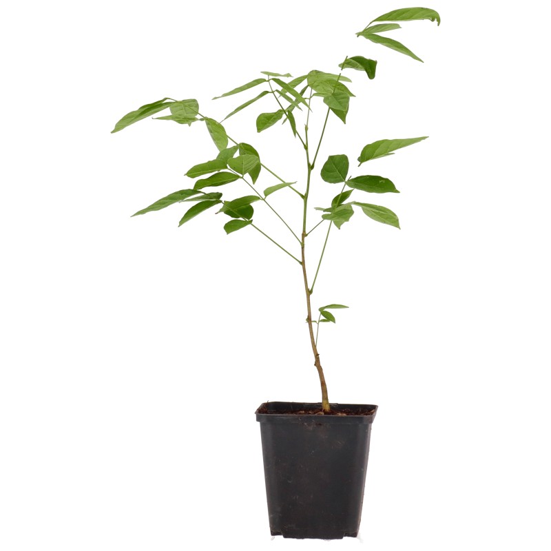 Glicine, ca. 3 anni (18-30 cm)