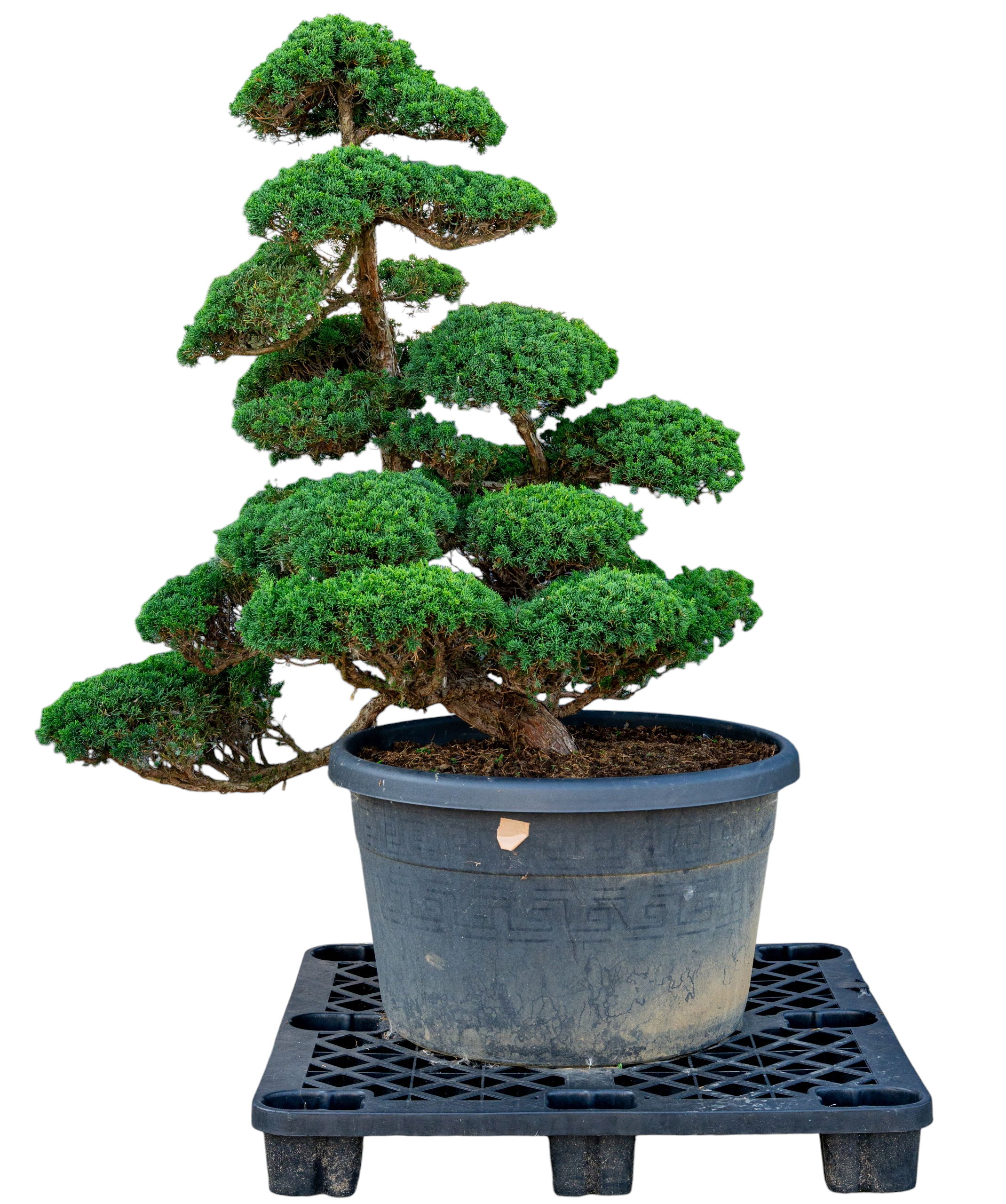 Tuinbonsai - Chinese jeneverbes, ca. 40 j.