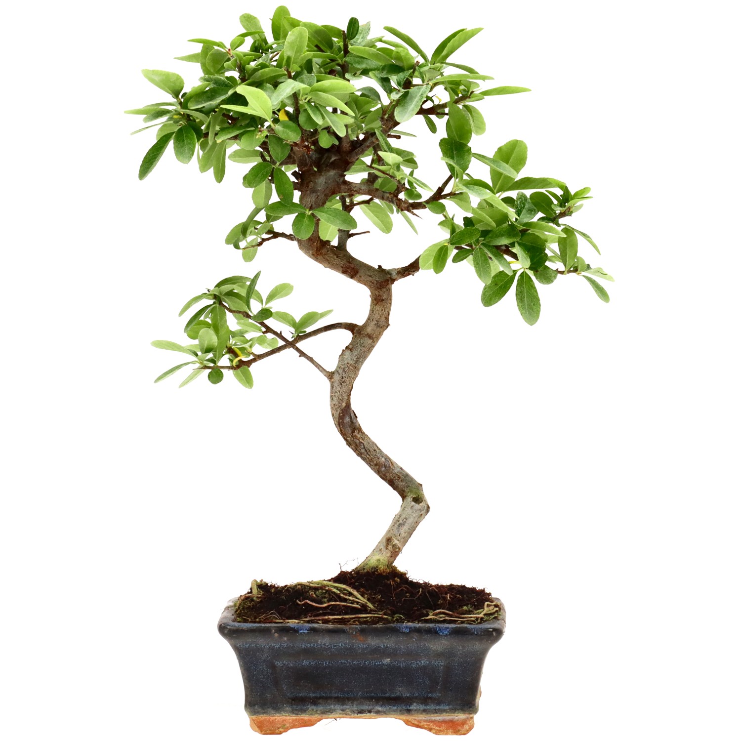 Feuerdorn, ca. 7 J. (30 cm)