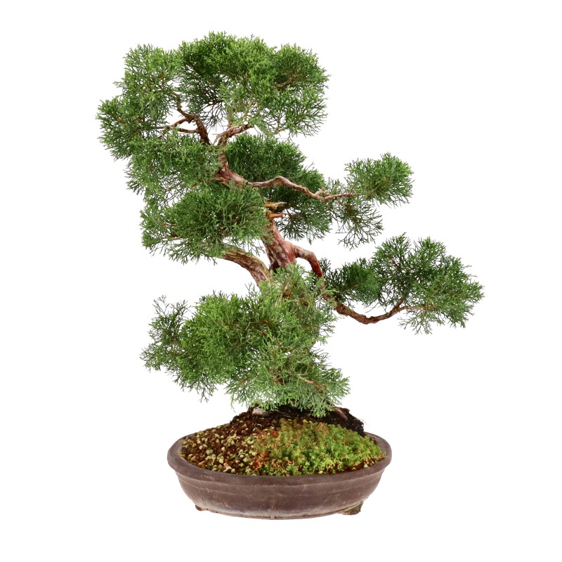 bonsai.fallbackImageTitle bonsai.fallbackImageTitle
