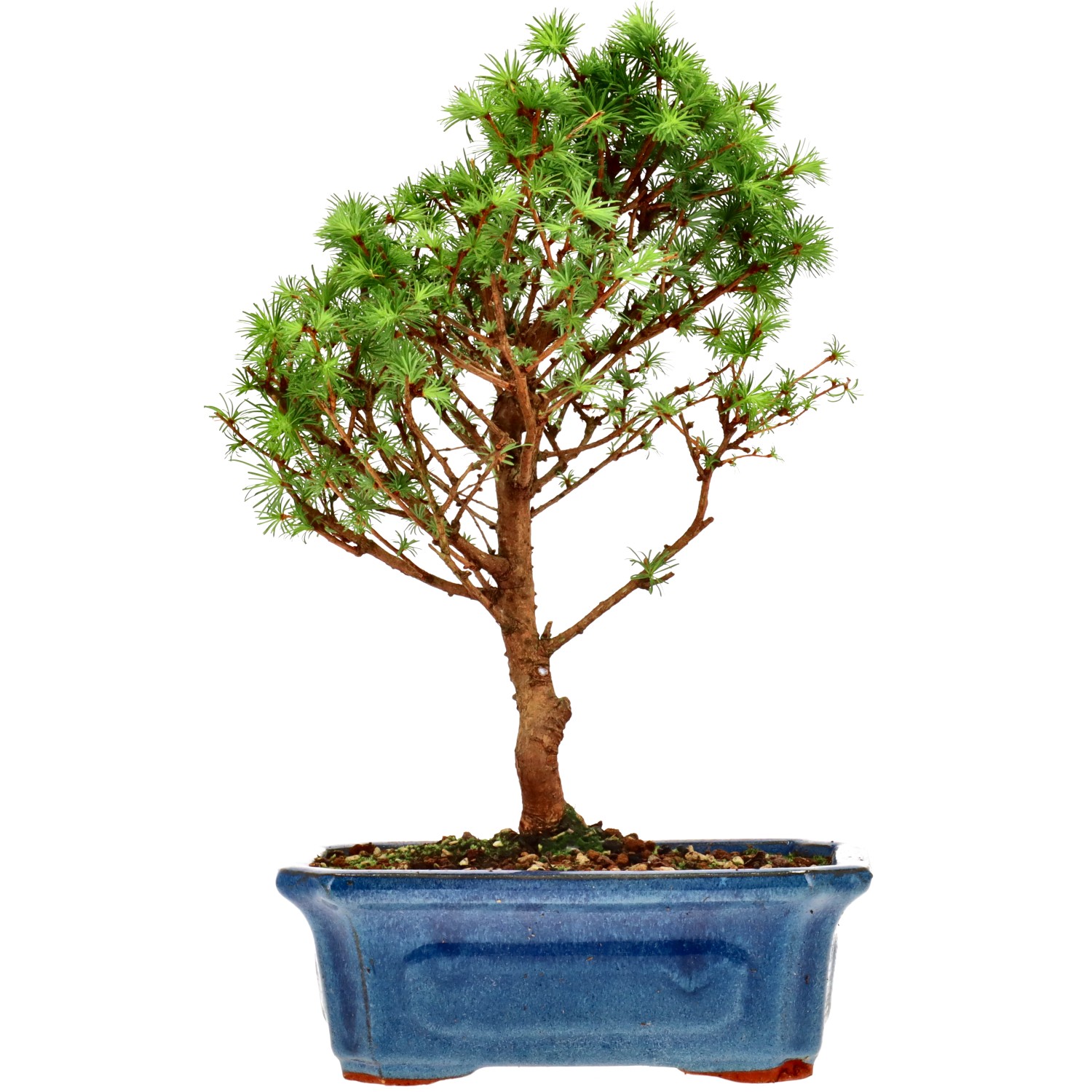 Jap. Lärche, ca. 10 J. (29 cm)