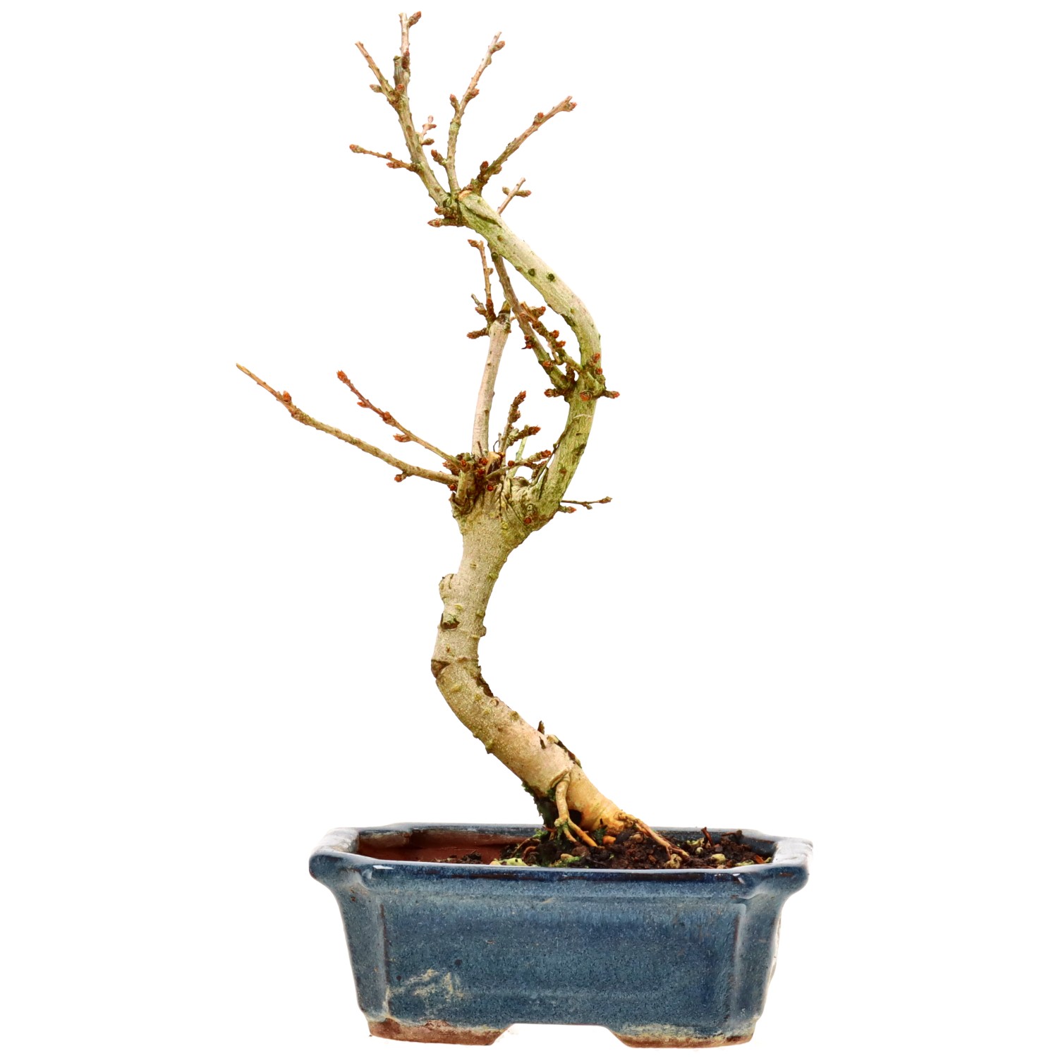 Golden Larch, approx. 7 y. (26 cm)