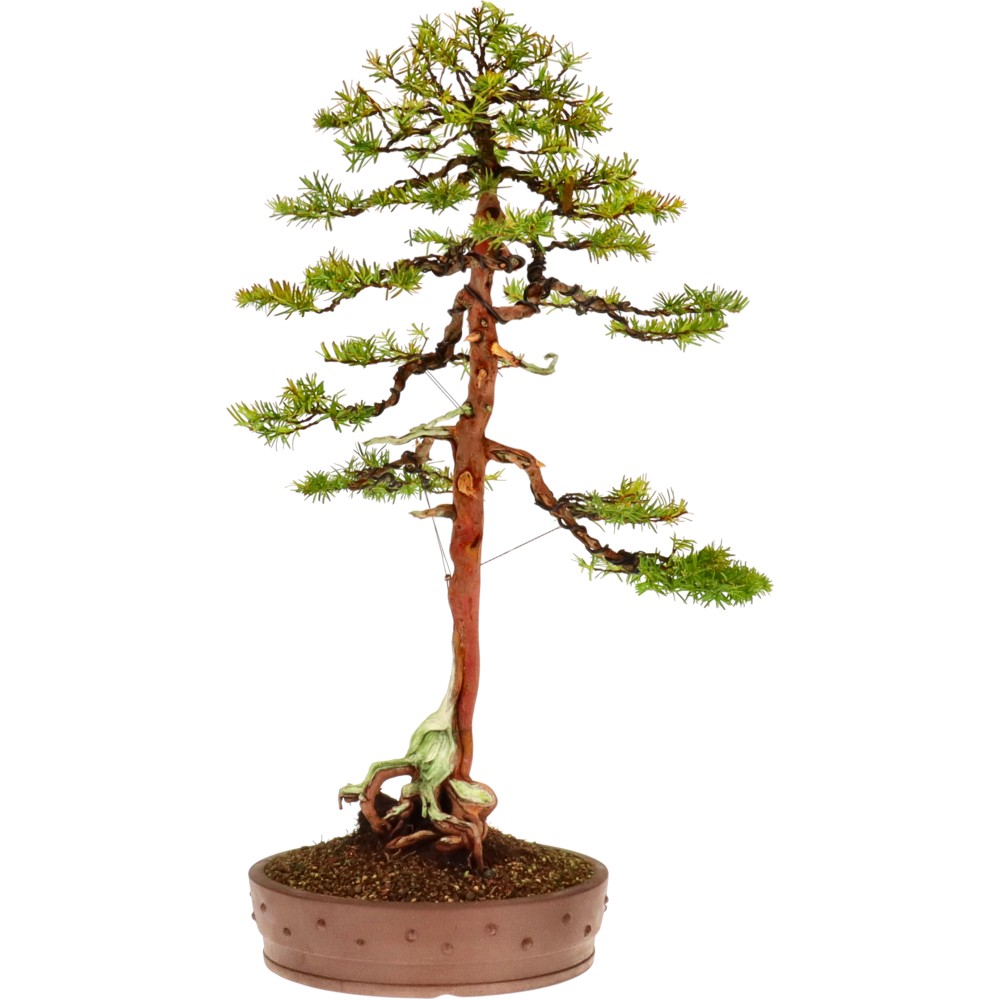 If du Japon, env. 30 ans (80 cm)