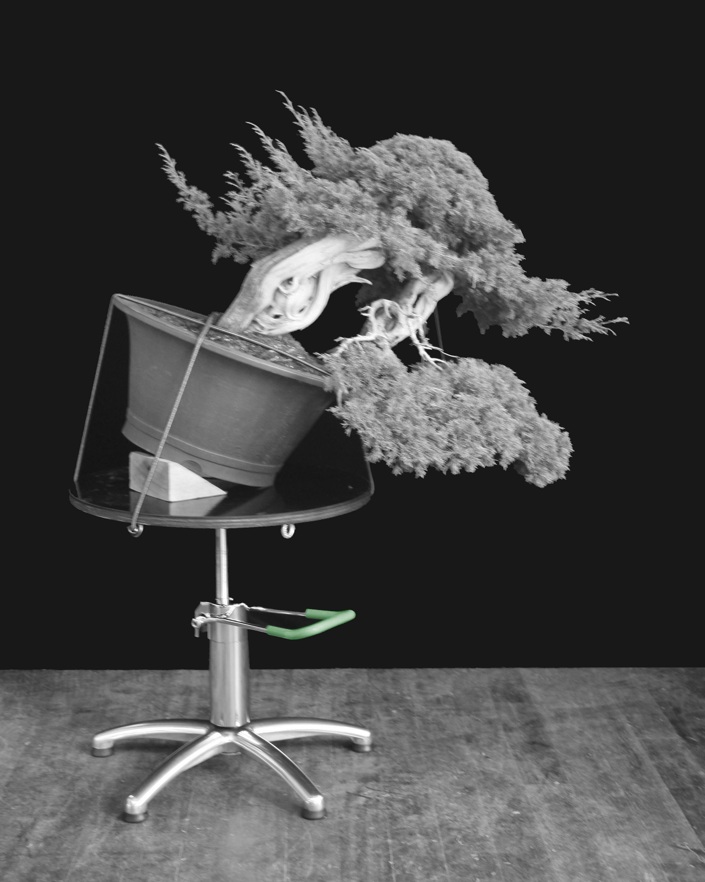 bonsai.fallbackImageTitle bonsai.fallbackImageTitle