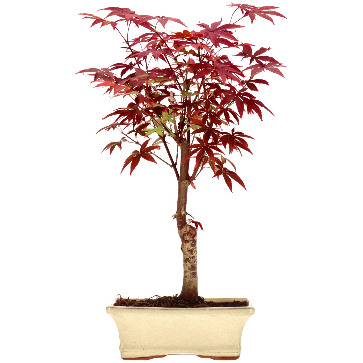 Jap. Fächerahorn (Atropurpureum), veredelt, ca. 9 J. (36 cm)
