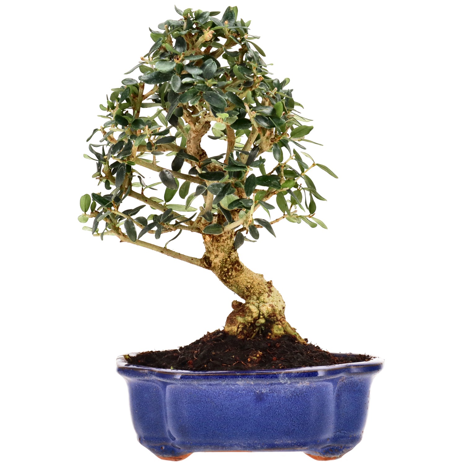 Olea sylvestris, aprox. 10 años (26 cm)