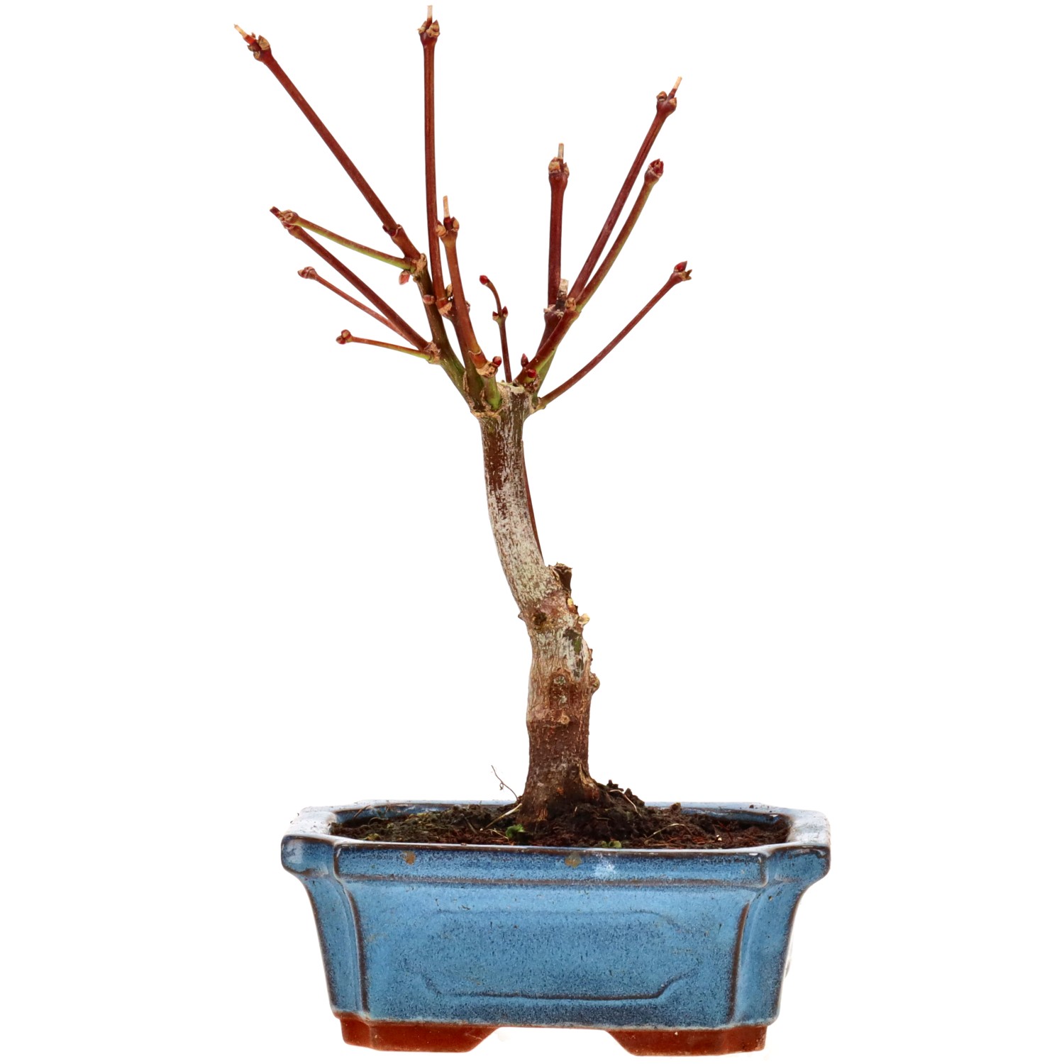 Jap. Maple (Atropurpureum), approx. 7 y. (23 cm)