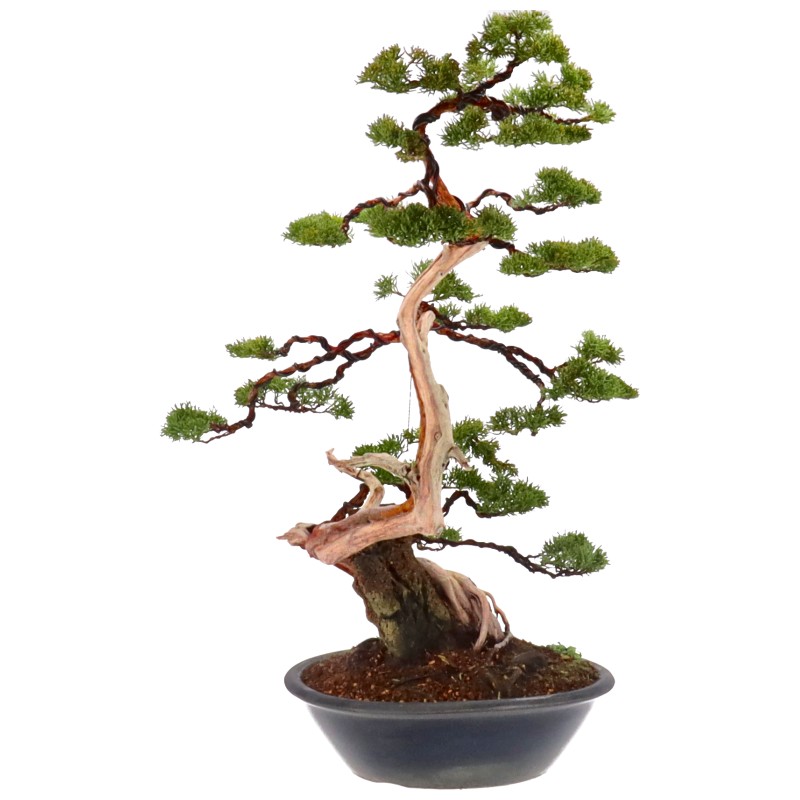 bonsai.fallbackImageTitle bonsai.fallbackImageTitle
