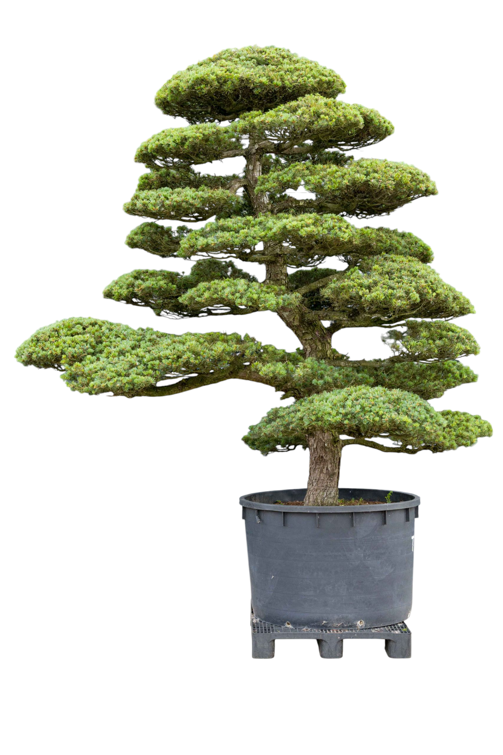 Tuinbonsai - Pinus, ca. 45 jaar