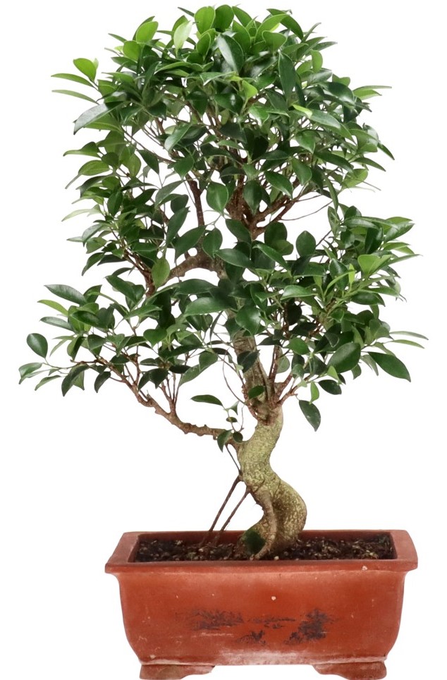 [Z056] Ficus Retusa, ca. 16 anni