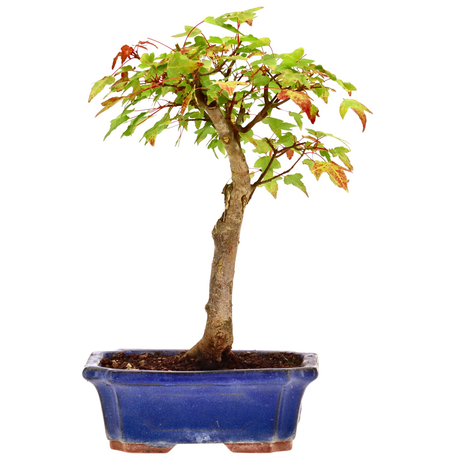 Érable trident, env. 9 ans (26 cm)