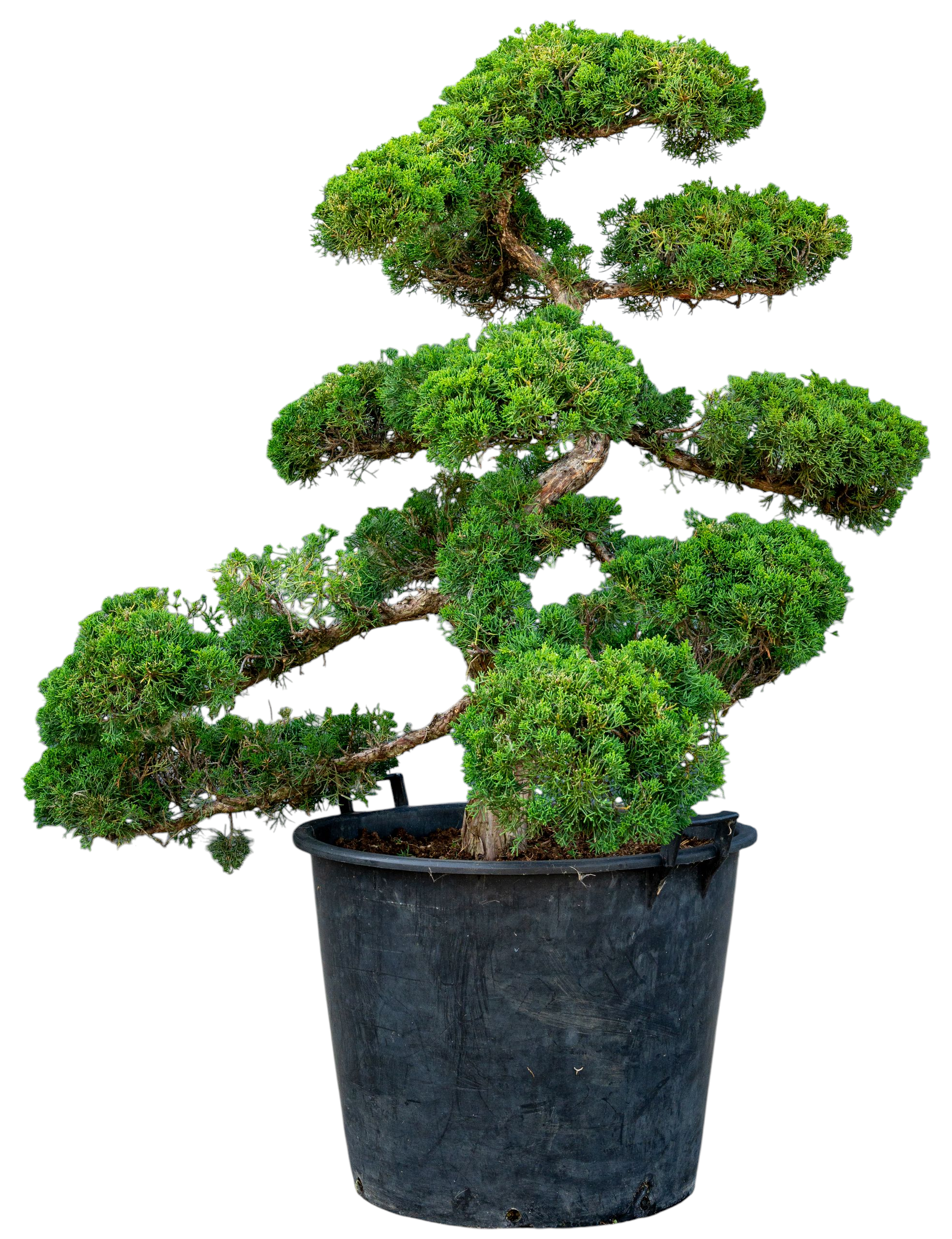 bonsai.fallbackImageTitle bonsai.fallbackImageTitle