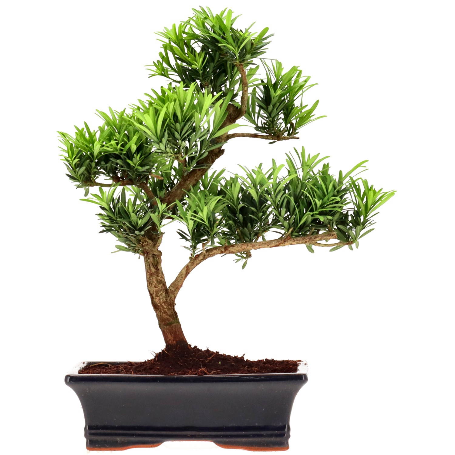 Chin. Steineibe, ca. 12 J. (36 cm)