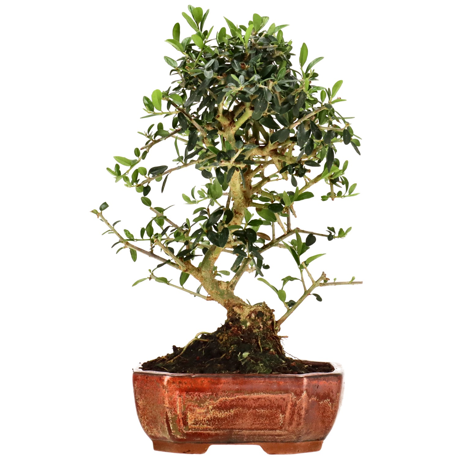 Olea sylvestris, env. 10 ans (27 cm)