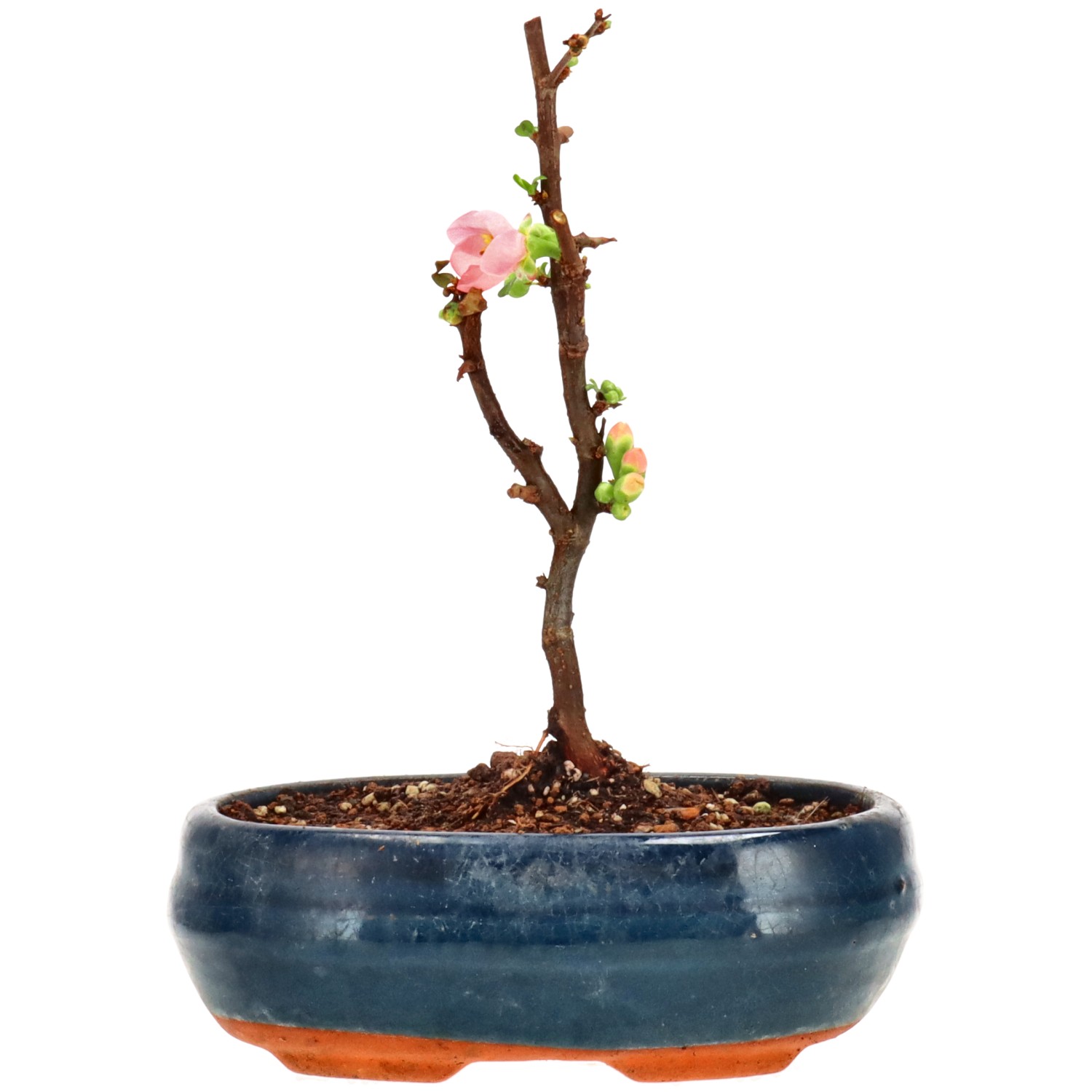 Zierquitte, ca. 5 J. (22 cm)