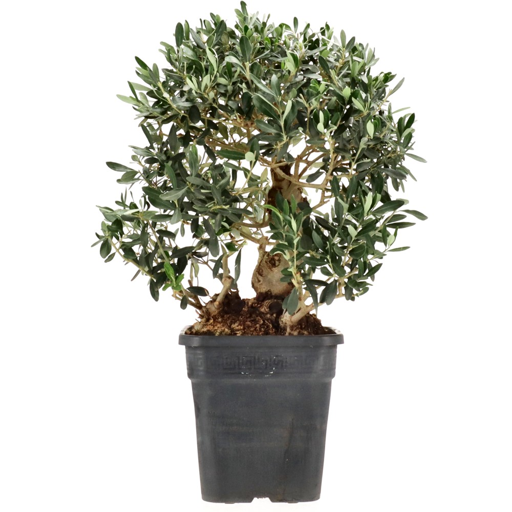 Olive, ca. 18 J. (49 cm)