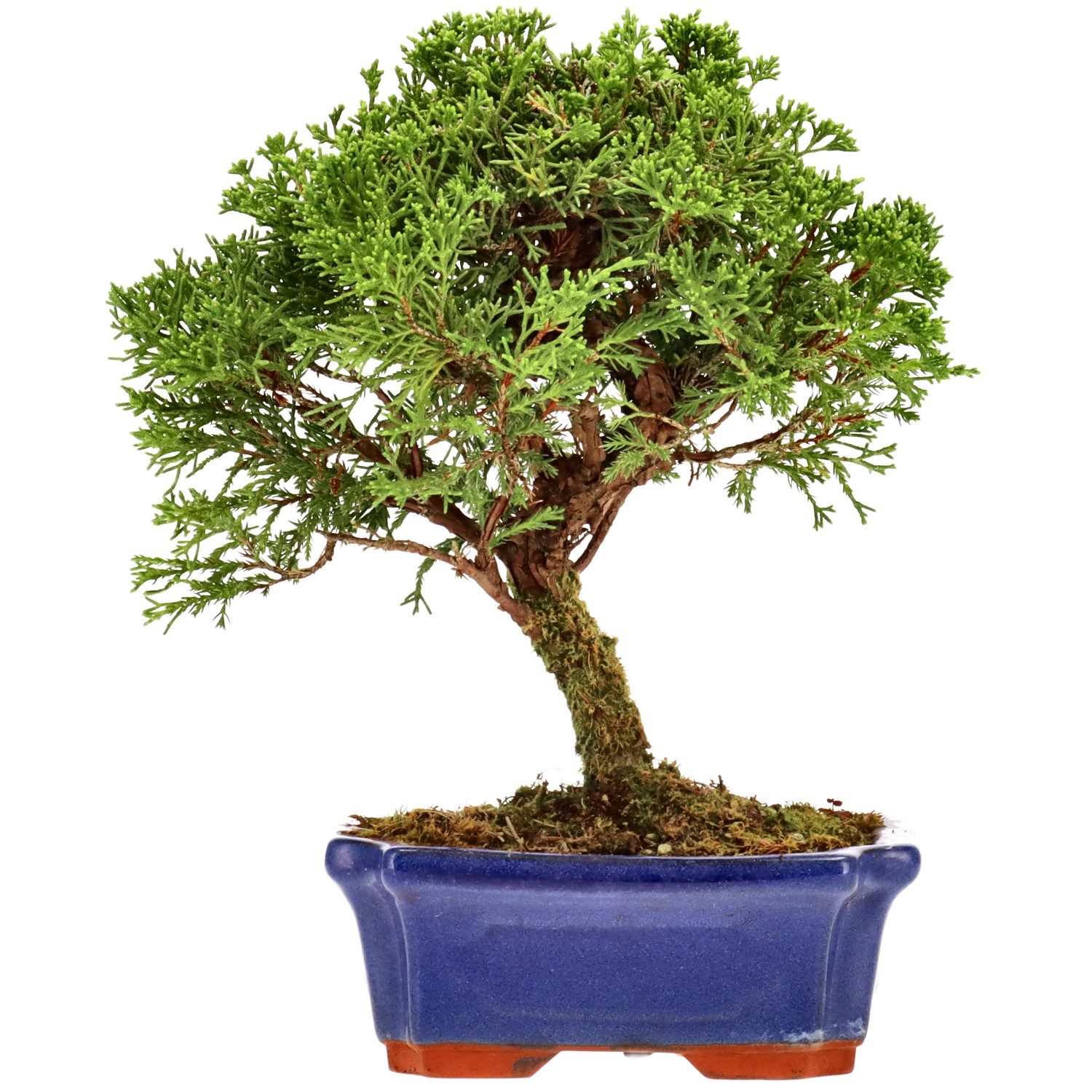 Chin. Wacholder, ca. 10 J. (20 cm)