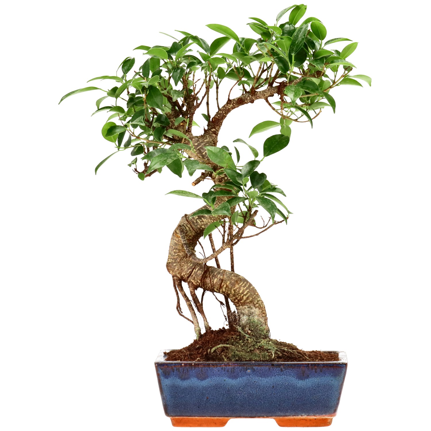 Chin. Feigenbaum (Retusa), ca. 9 J. (32 cm)