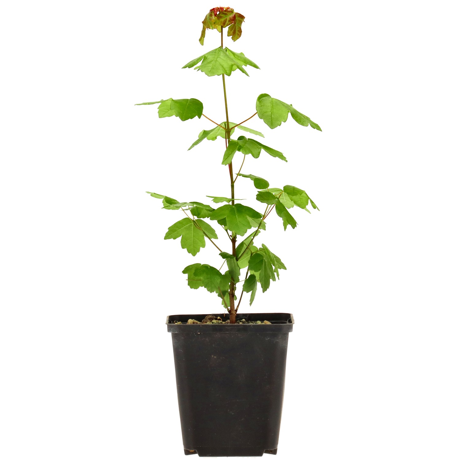 L'Érable de Montpellier, env. 3 ans (15-30 cm)