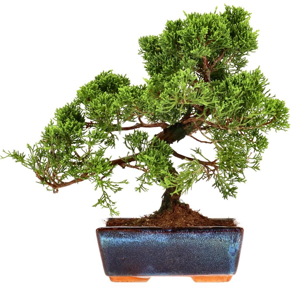 Enebro de China, aprox. 14 años (21 cm)