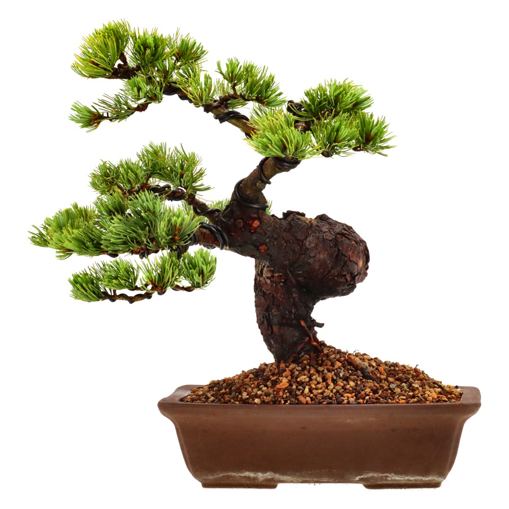 Pinus pentaphylla, aprox. 25 años (33 cm)