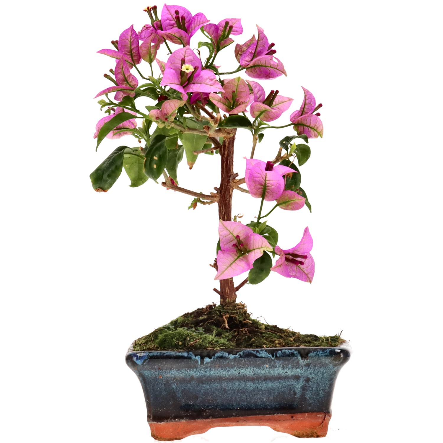 Bougainvillea (Drillingsblume), ca. 8 J. (23 cm)