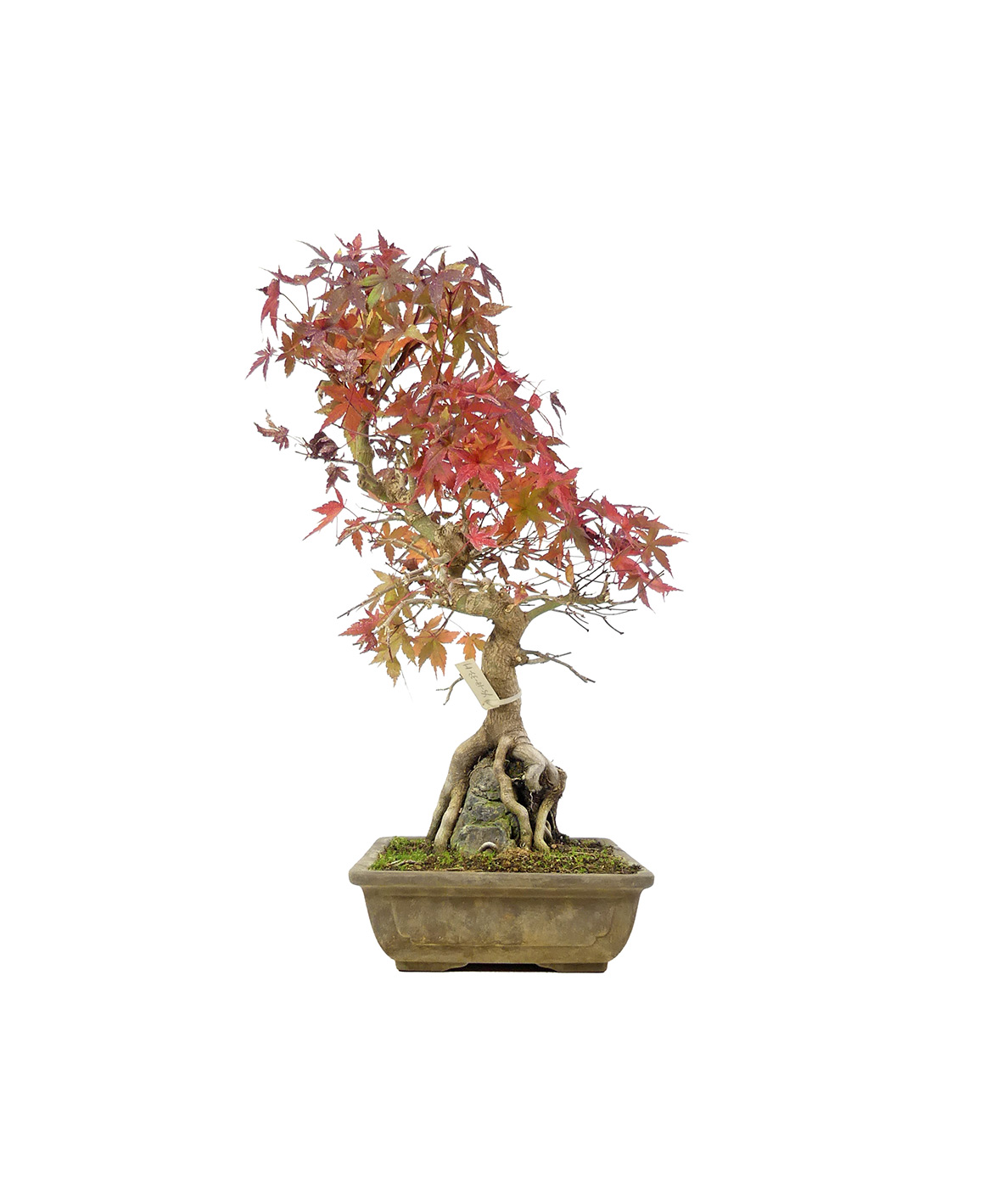 bonsai.fallbackImageTitle bonsai.fallbackImageTitle