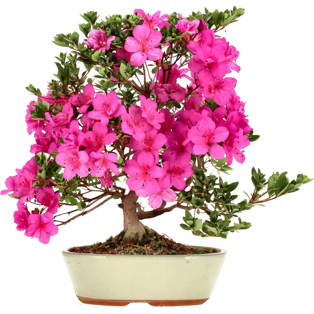 Azalée japonaise, env. 14 ans (39 cm)