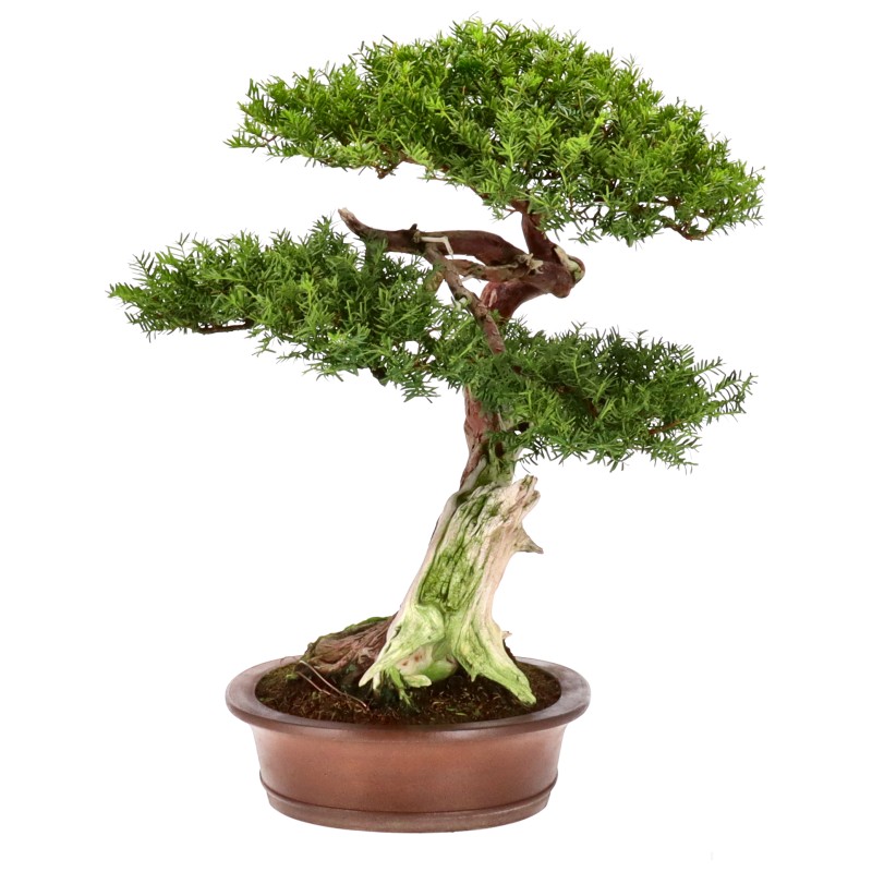 bonsai.fallbackImageTitle bonsai.fallbackImageTitle