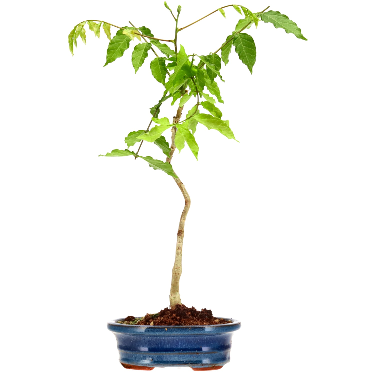 Blauregen, ca. 5 J. (40 cm)