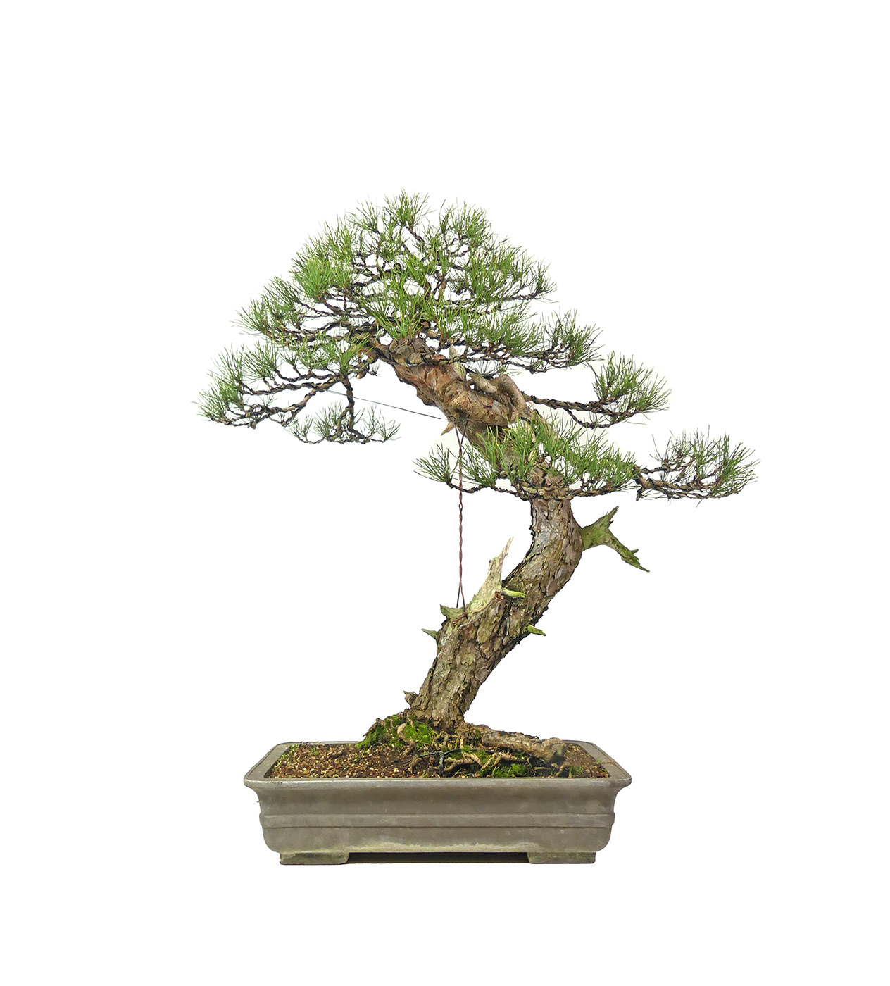 bonsai.fallbackImageTitle bonsai.fallbackImageTitle