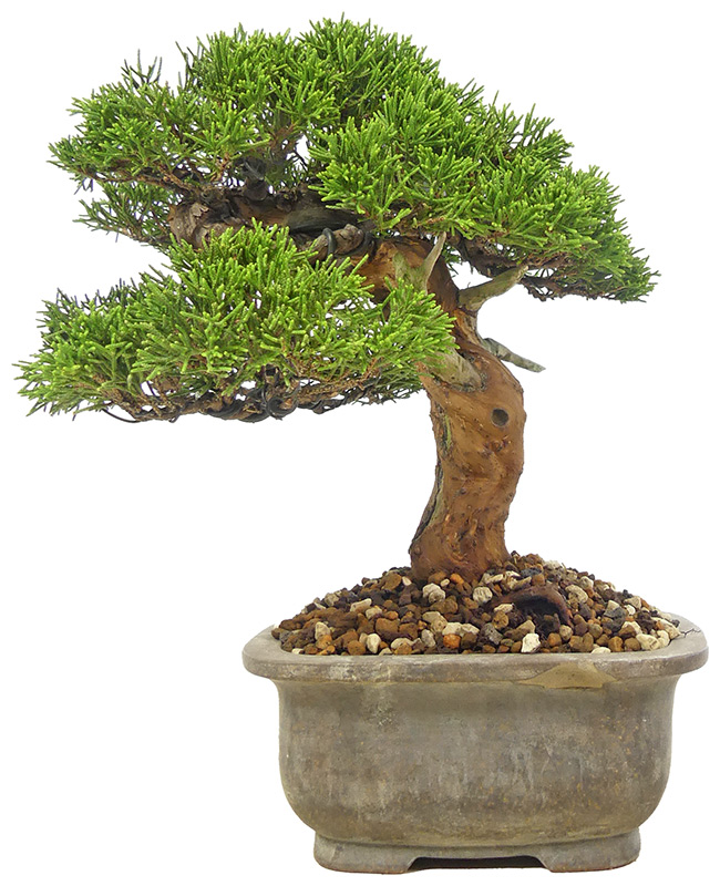 bonsai.fallbackImageTitle bonsai.fallbackImageTitle