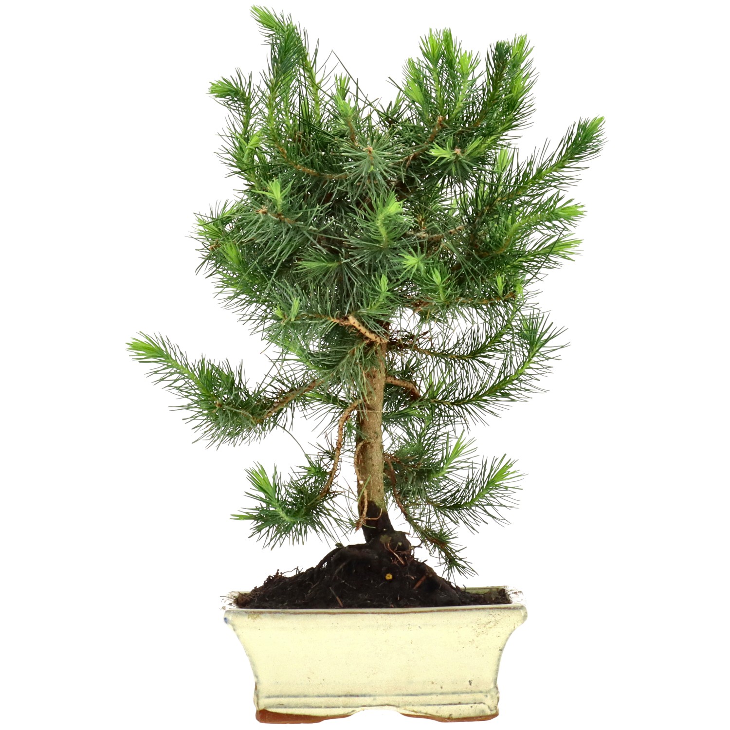 Pino d'Aleppo, ca. 8 anni (29 cm)