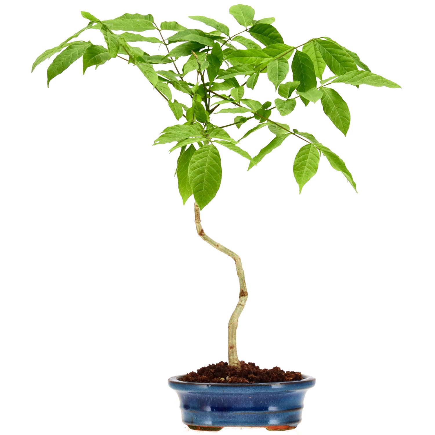 Blauregen, ca. 5 J. (36 cm)