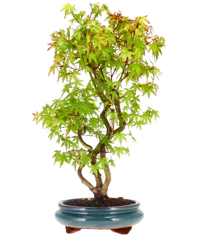 bonsai.fallbackImageTitle bonsai.fallbackImageTitle