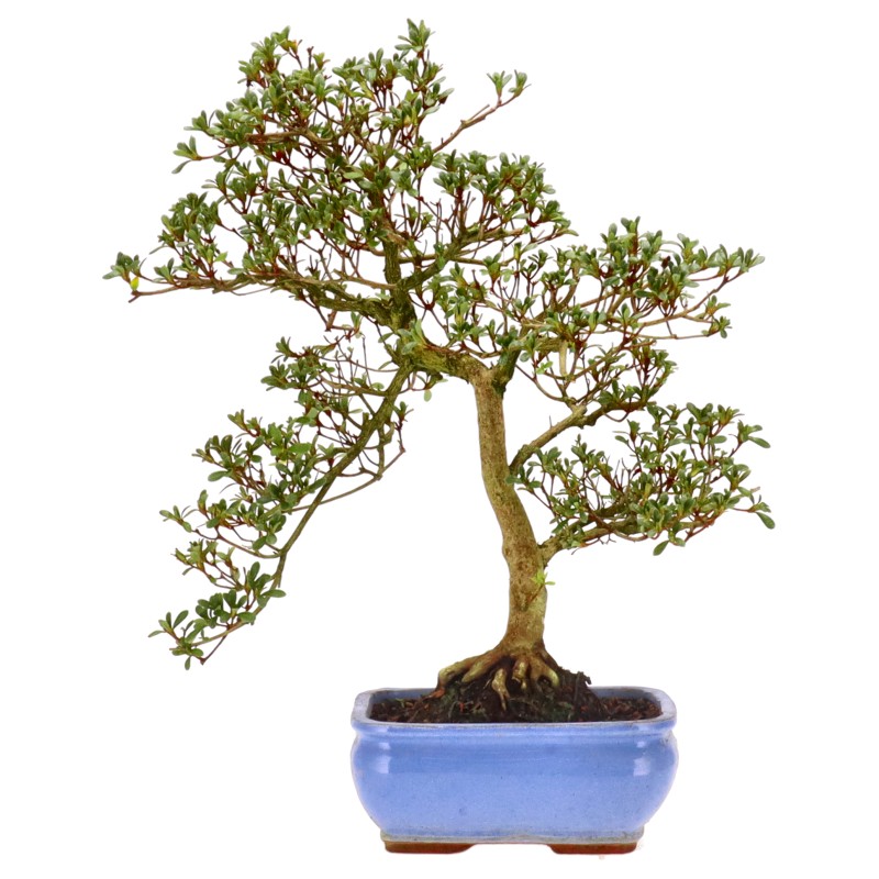 Jap. Azalee, ca. 15 J. (44 cm) Senbazuru