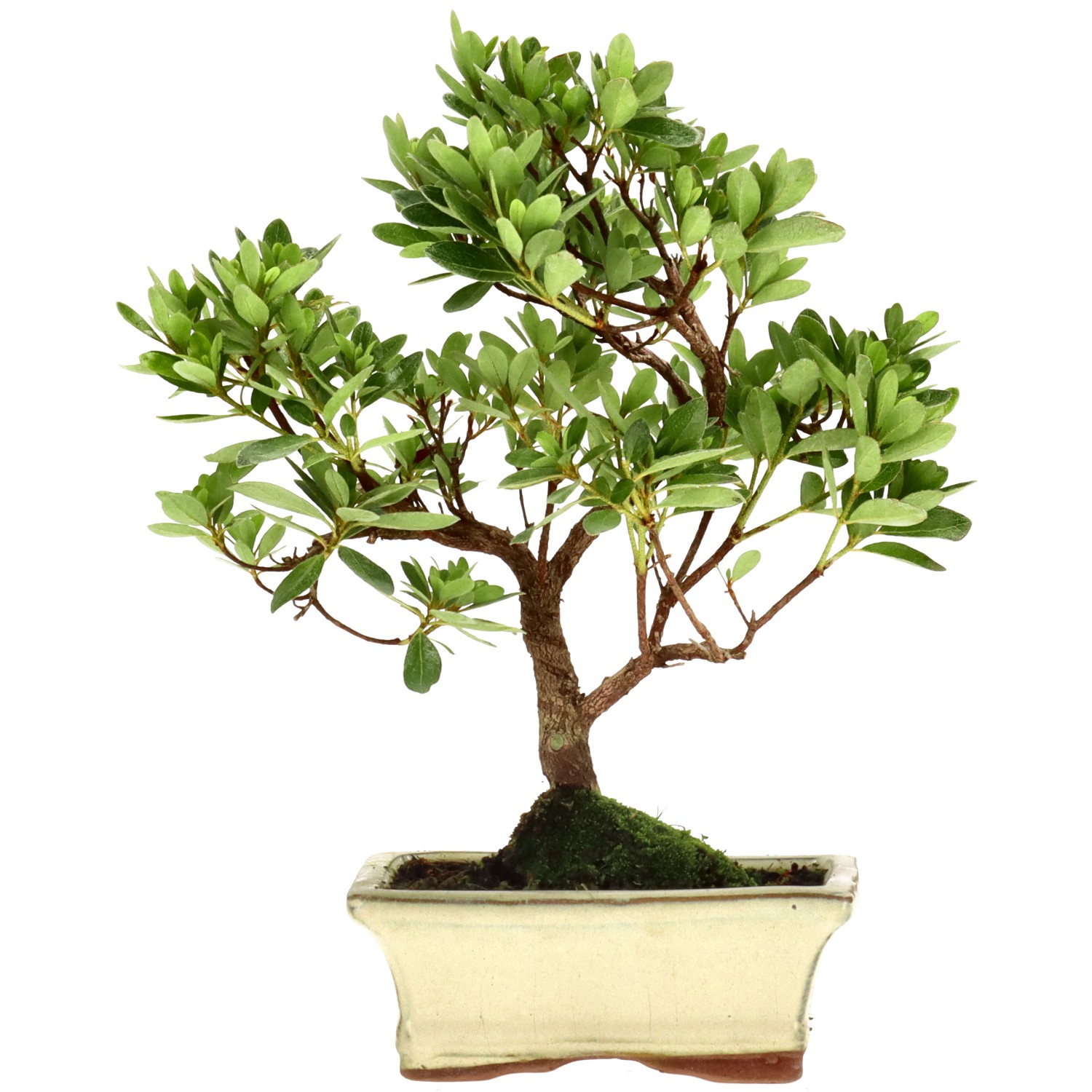 Japanese azalea (Osakazuki), approx. 7 y. (25 cm)