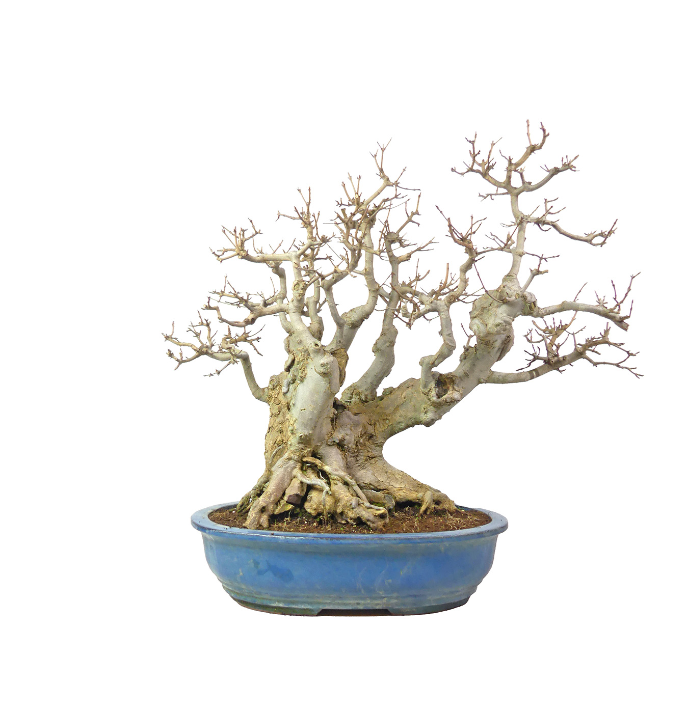 bonsai.fallbackImageTitle bonsai.fallbackImageTitle