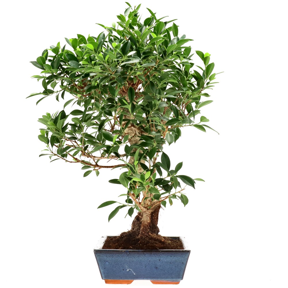 Chin. Feigenbaum (Retusa), ca. 20 J. (66 cm)