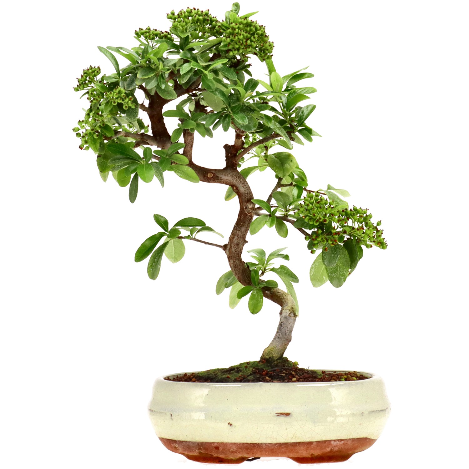 Pyracantha coccinea, env. 7 ans (30 cm)
