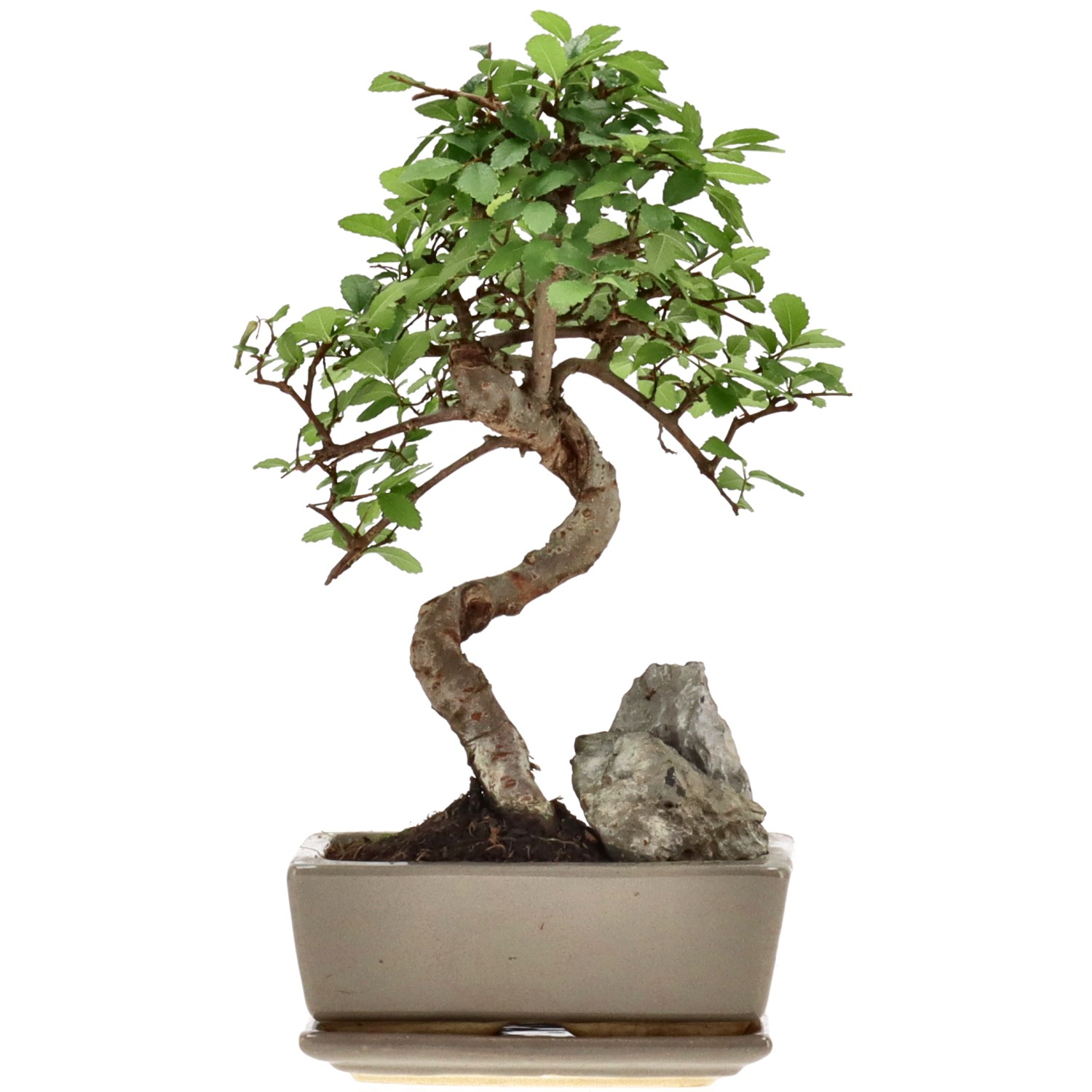 Olmo cinese, ca. 8 anni (25 cm)