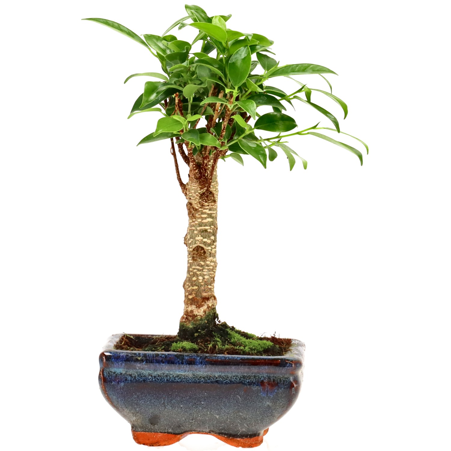Ficus Retusa, aprox. 5 años (19 cm)