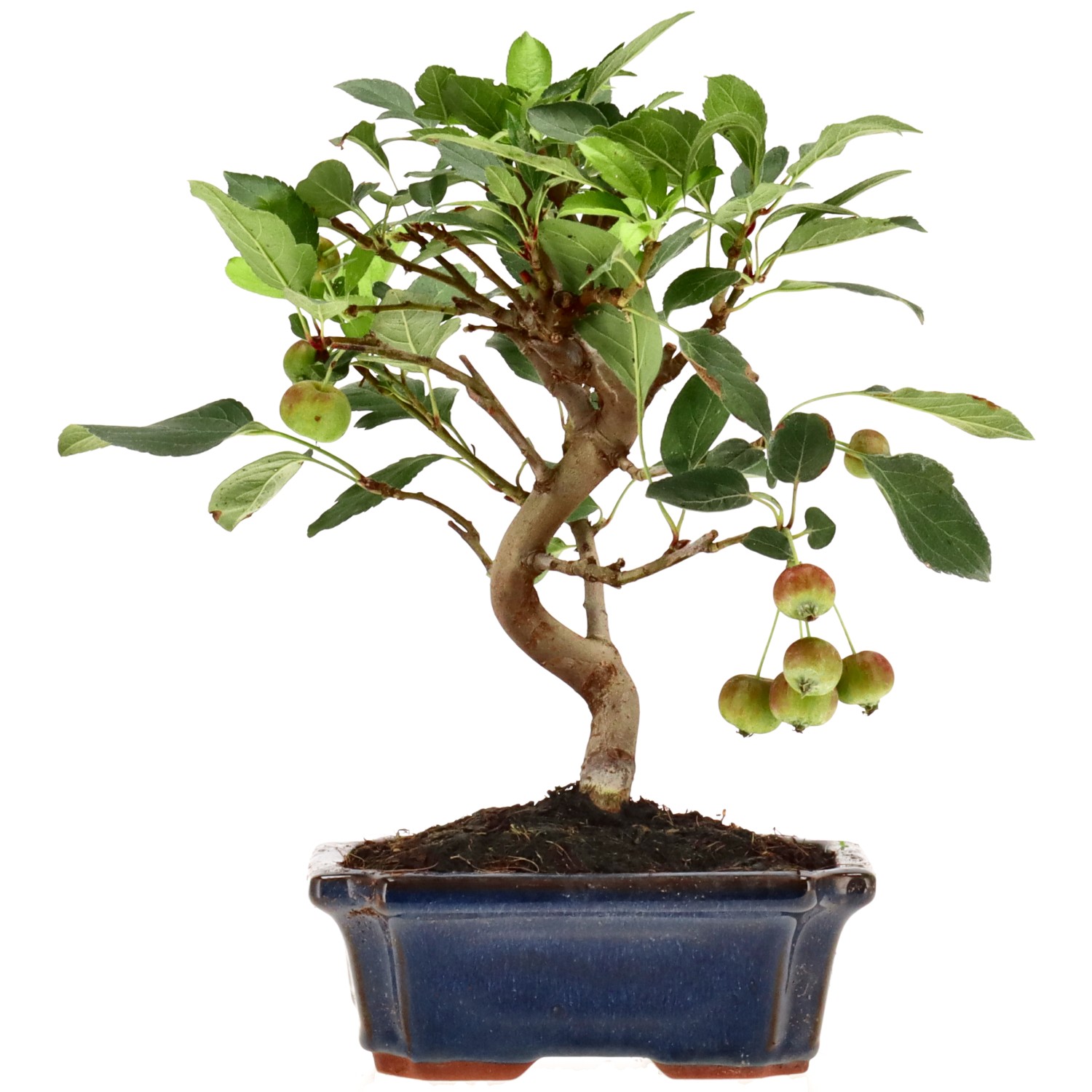 Zierapfel, ca. 10 J. (25 cm)