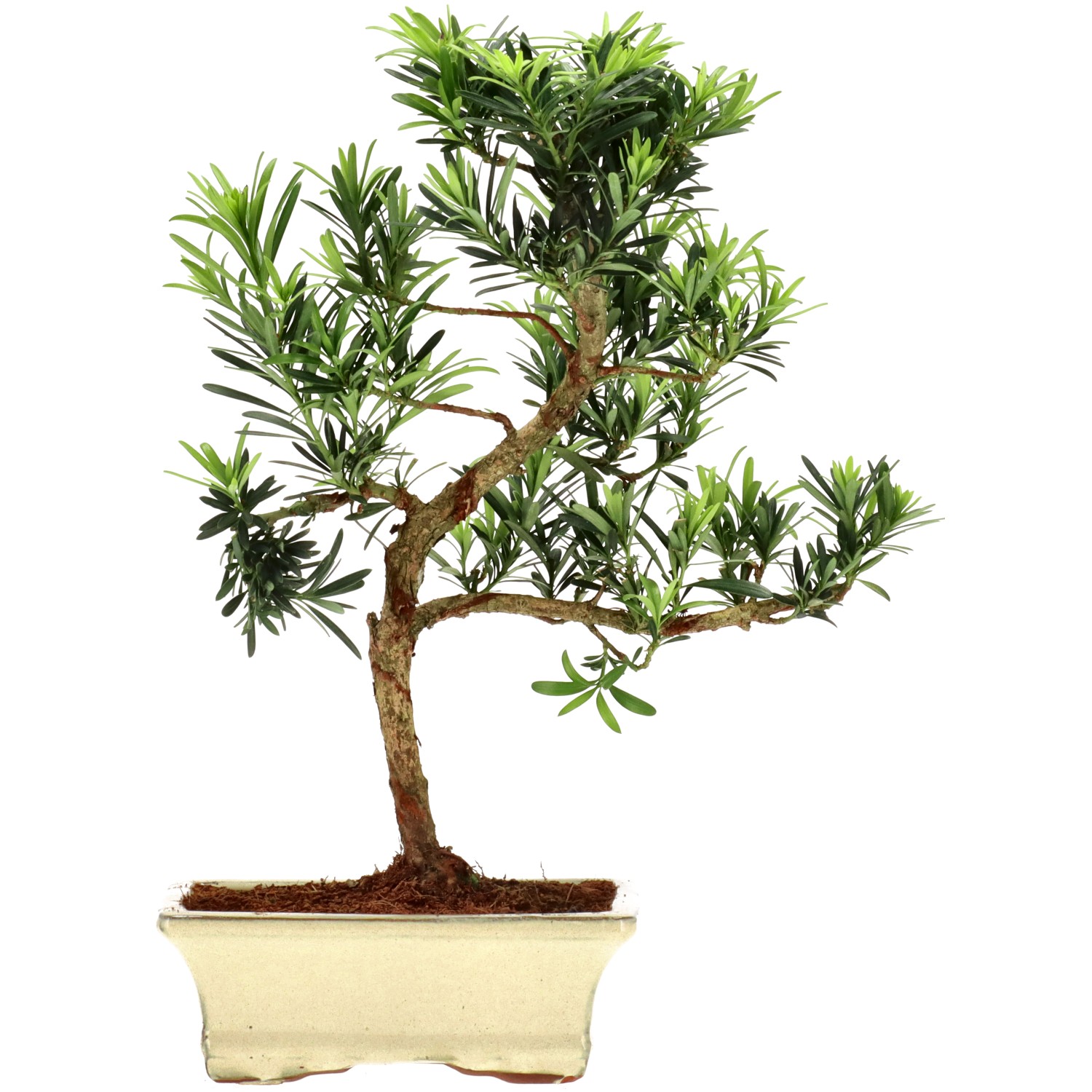 Pin de bouddhistes, env. 10 ans (34 cm)