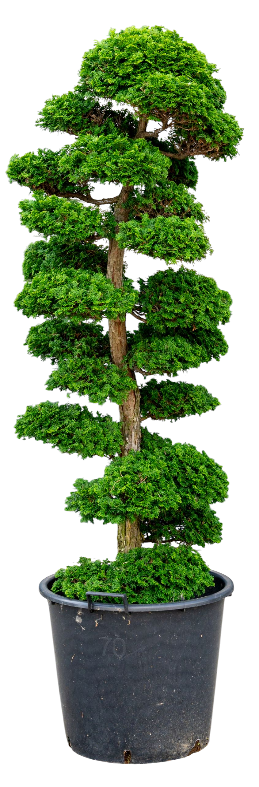 bonsai.fallbackImageTitle