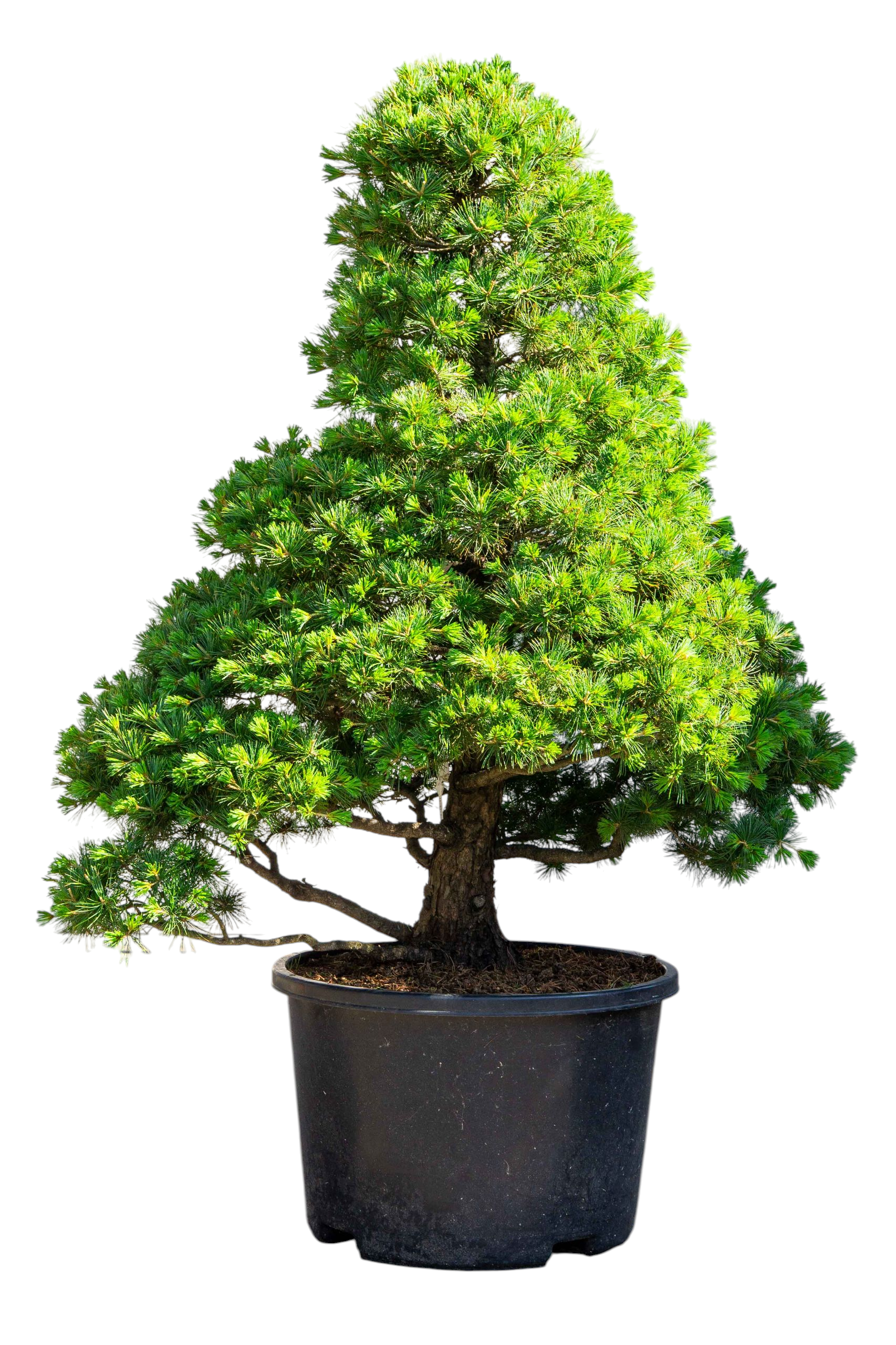 Gartenbonsai - Mädchenkiefer, ca. 30 Jahre    