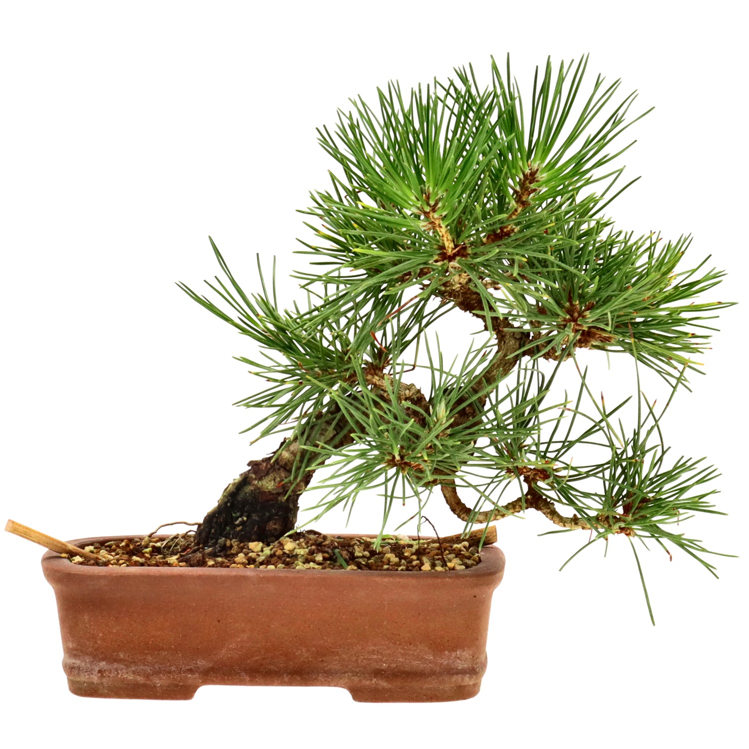 Japanese black pine, approx. 10 y. (14 cm)