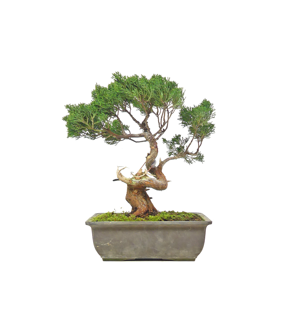 bonsai.fallbackImageTitle bonsai.fallbackImageTitle